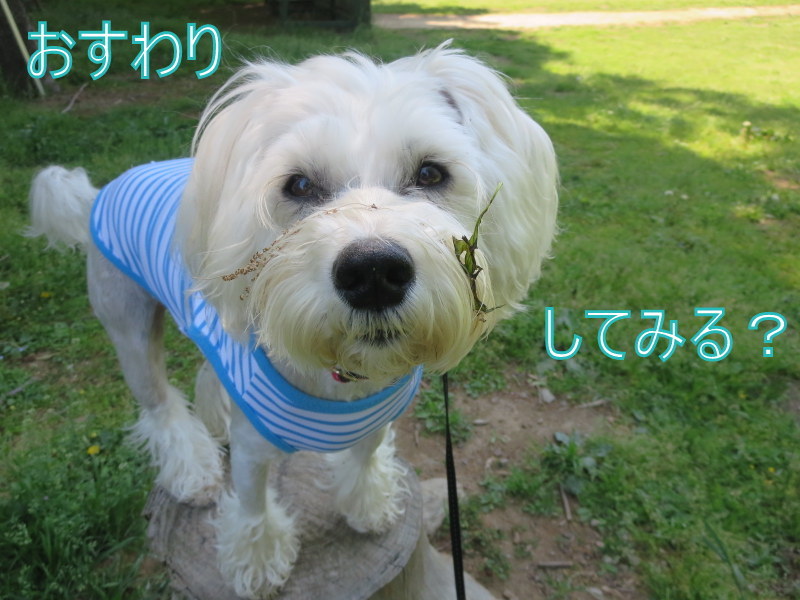 笑わせてくれるおぽたん おぽログ 笑わせてくれるおぽたん おぽログ