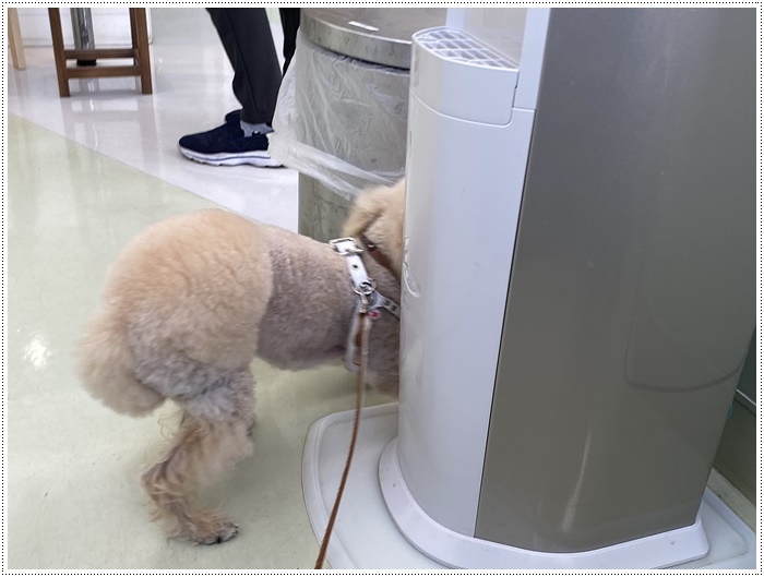 大の白内障術後の3カ月定期検診、今日はお利口さん出来ました( *´艸`)クスクス_b0175688_20015764.jpg