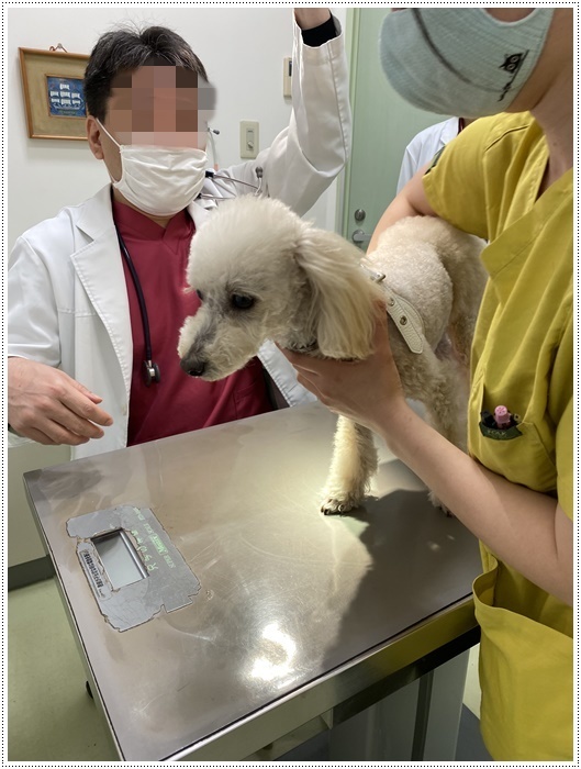 大の白内障術後の3カ月定期検診、今日はお利口さん出来ました( *´艸`)クスクス_b0175688_20020672.jpg