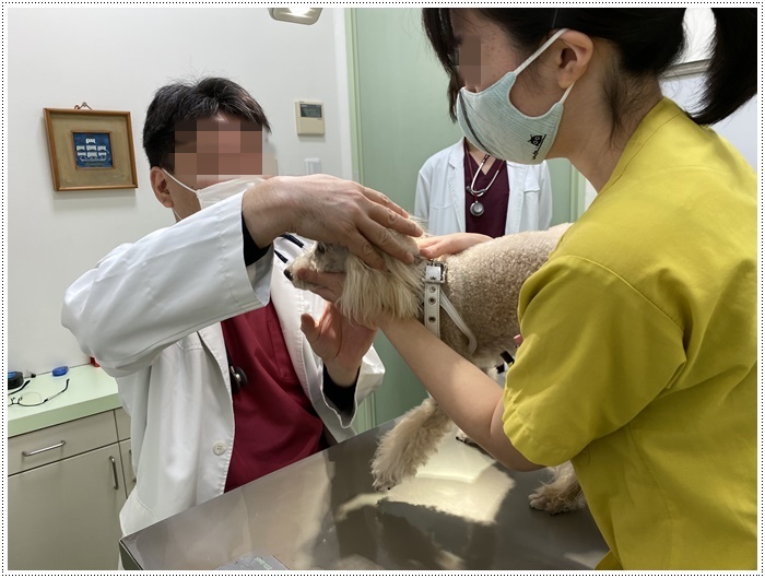 大の白内障術後の3カ月定期検診、今日はお利口さん出来ました( *´艸`)クスクス_b0175688_20021519.jpg