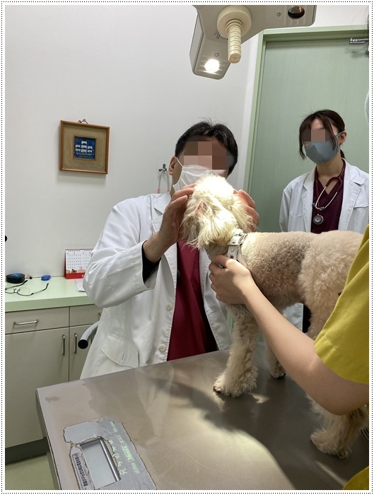 大の白内障術後の3カ月定期検診、今日はお利口さん出来ました( *´艸`)クスクス_b0175688_20022697.jpg