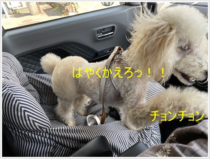 大の白内障術後の3カ月定期検診、今日はお利口さん出来ました( *´艸`)クスクス_b0175688_20104344.jpg