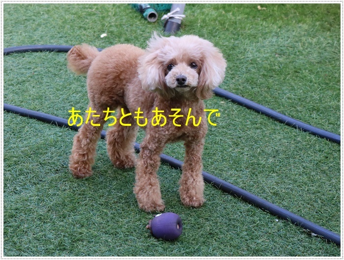 大の白内障術後の3カ月定期検診、今日はお利口さん出来ました( *´艸`)クスクス_b0175688_20154248.jpg