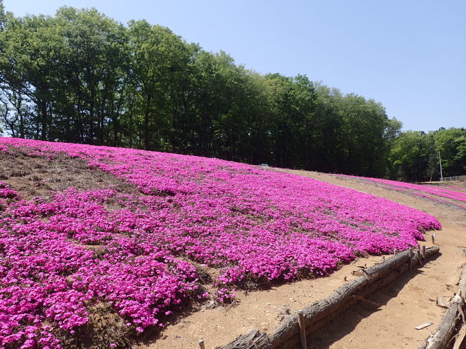 埼玉中部　　クロアゲハ初見2021/04/20②_d0251807_06491595.jpg