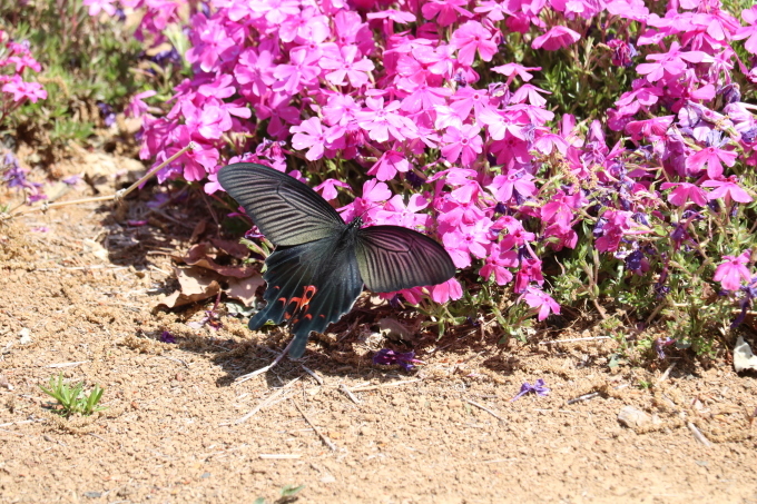 埼玉中部　　クロアゲハ初見2021/04/20②_d0251807_06514140.jpg