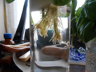 水挿しバジル 元祖 バカ政