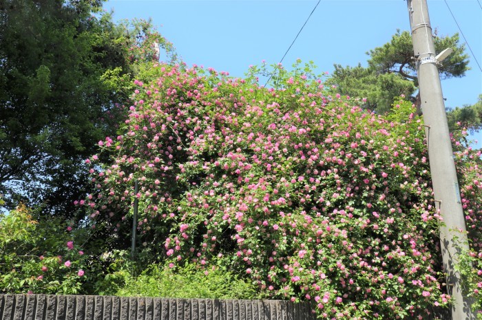 21年版 日本一 巨大なモッコウバラ ピンク色のツルバラ サボテン さいたま日記