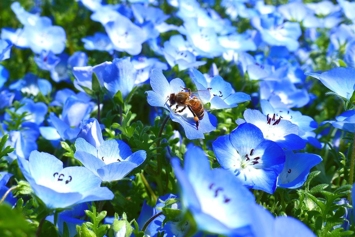 ブルーファンタジー！ ネモフィラに映えるミツバチ♪ ・・・武蔵丘陵森林公園のネモフィラ絨毯が満開（４月２０日）_a0031821_09533497.jpg