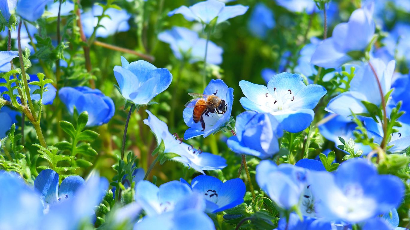 ブルーファンタジー！ ネモフィラに映えるミツバチ♪ ・・・武蔵丘陵森林公園のネモフィラ絨毯が満開（４月２０日）_a0031821_09540204.jpg