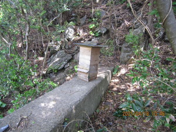 令和３年度、高知県の桜の開花宣言３月15日、ヤマザクラは少し前から咲いています。_a0302525_15045641.jpg