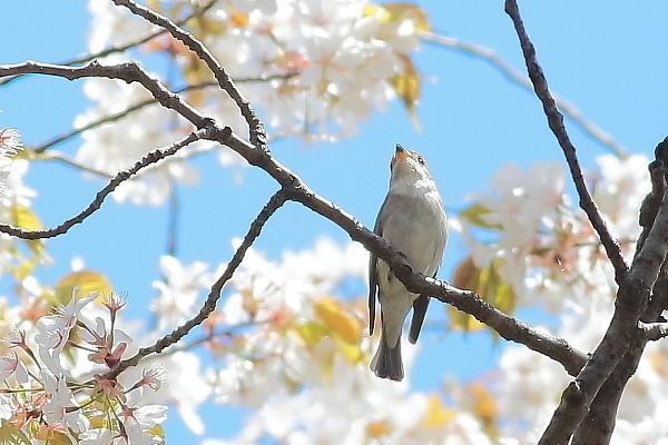 遅咲きの桜にコサメビタキが(コサメビタキ、今季初撮り)_e0413627_14454042.jpg
