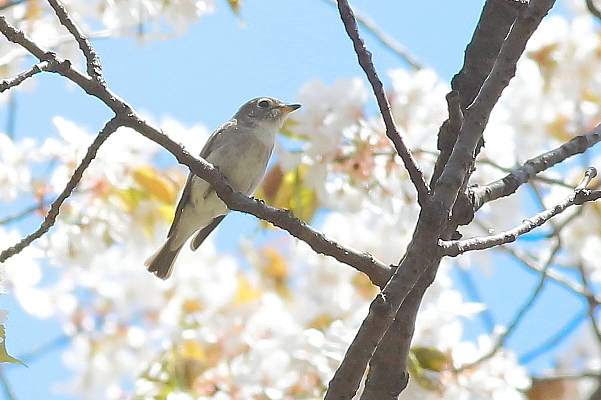 遅咲きの桜にコサメビタキが(コサメビタキ、今季初撮り)_e0413627_14455532.jpg