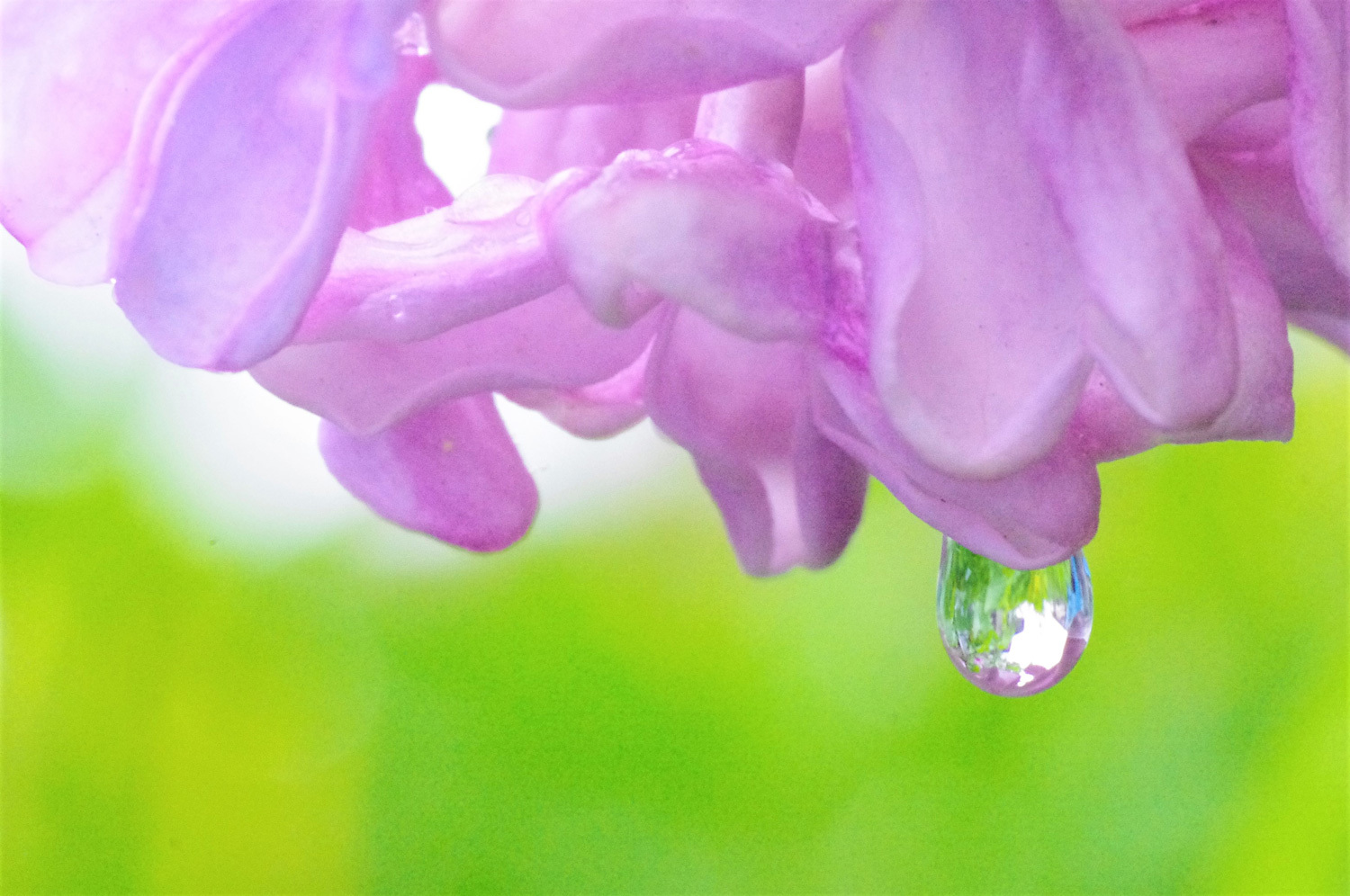 雨のライラックと紫蘭_e0291438_09482917.jpg