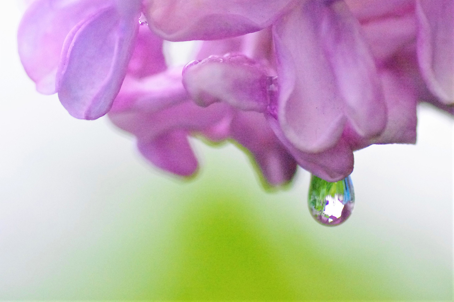 雨のライラックと紫蘭_e0291438_09494356.jpg