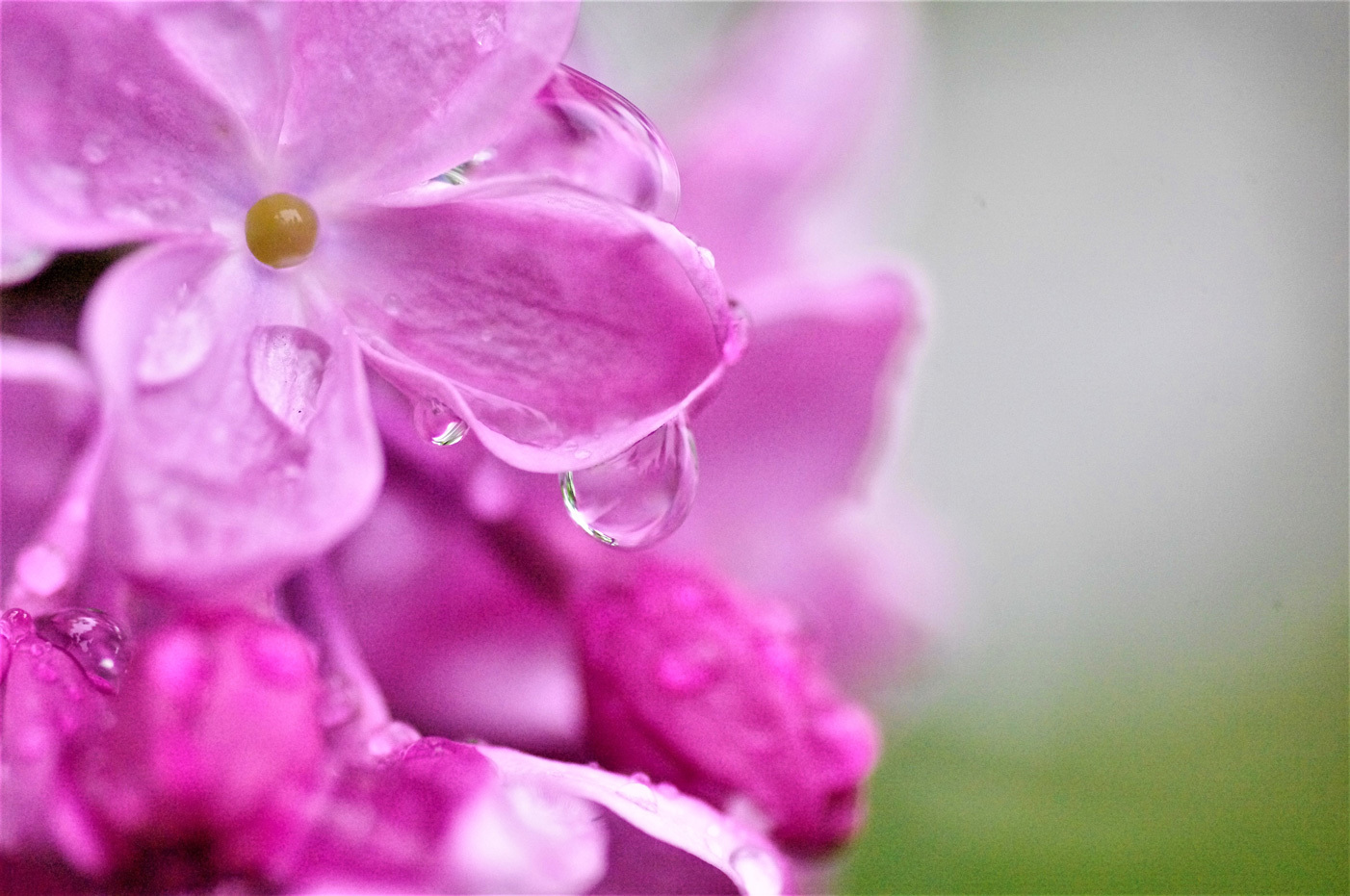 雨のライラックと紫蘭_e0291438_09521776.jpg