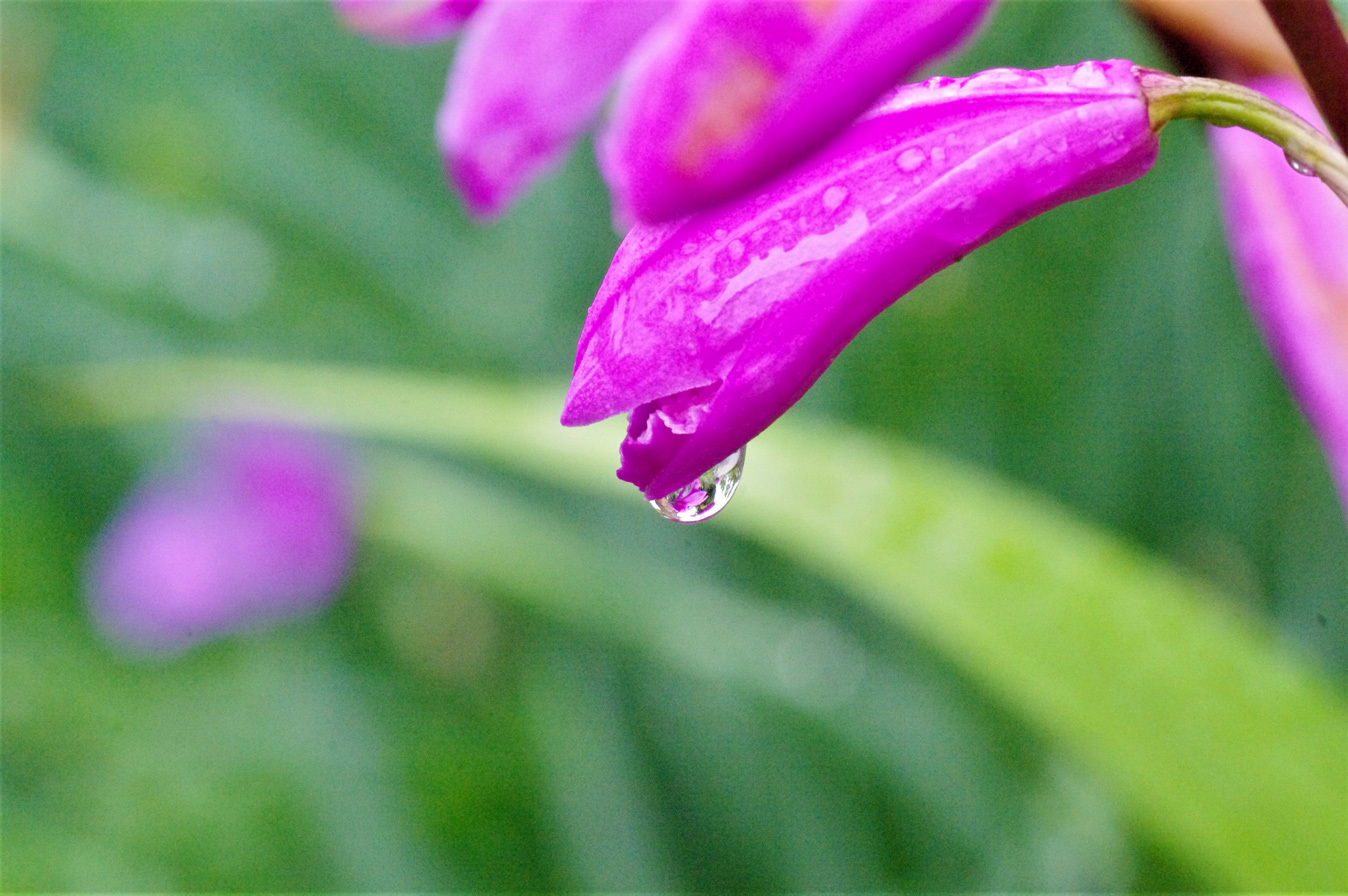 雨のライラックと紫蘭_e0291438_09544319.jpg