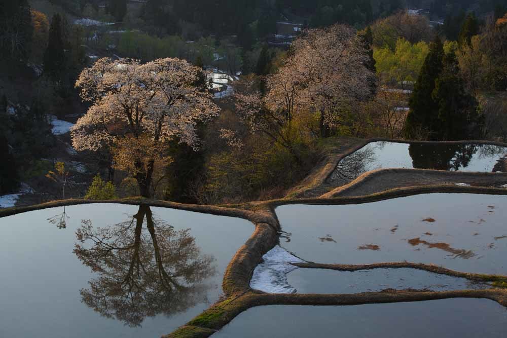 続　新潟・儀明の桜へ行ってきた・・・の写真_a0324049_23021958.jpg