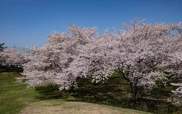 桜、楽しんできました_e0220159_18000999.jpg