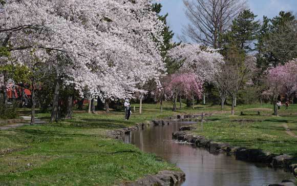 桜、楽しんできました_e0220159_18005459.jpg