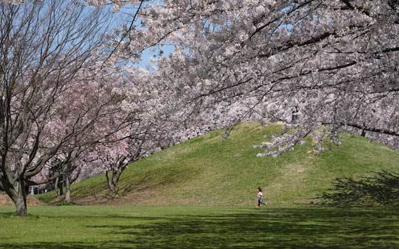 桜、楽しんできました_e0220159_18012447.jpg