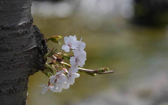 桜、楽しんできました_e0220159_18013850.jpg
