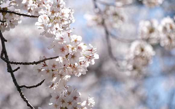 桜、楽しんできました_e0220159_18014892.jpg