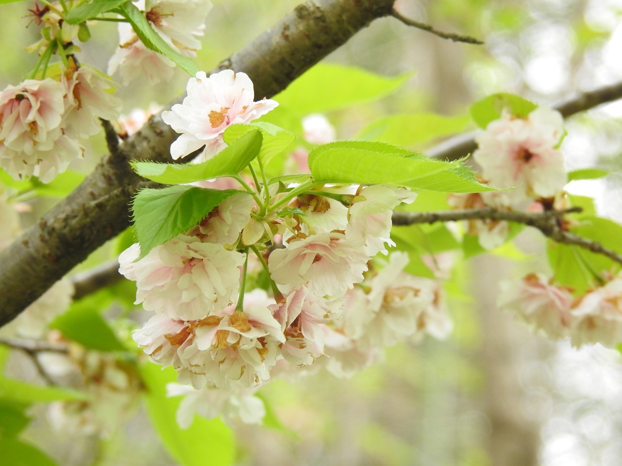 今年出逢った100種を超す桜達(33～48)』 : 自然風の自然風だより