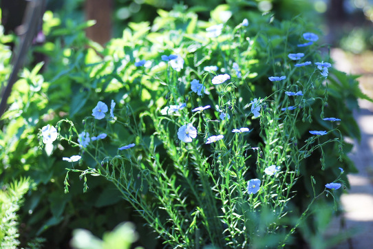 4 22 憧れのペレニアルフラックス あなたに似た花