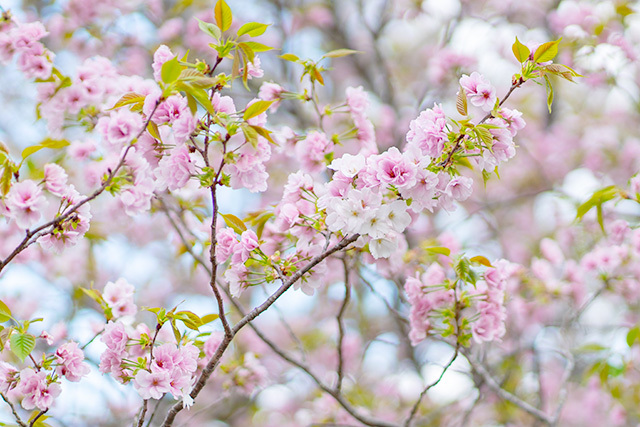 鎌倉 極楽寺の八重一重咲分け桜 エーデルワイスブログ