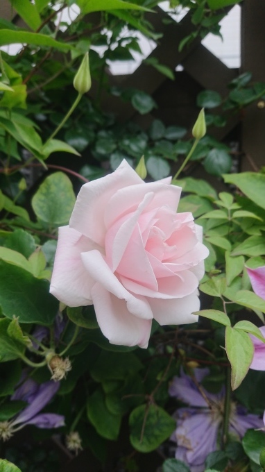 ドクターバンフリートとロアルドダール開花とクルミっこ お菓子な 日記 ドクターバンフリートとロアルドダール開花とクルミっこ お菓子な 日記