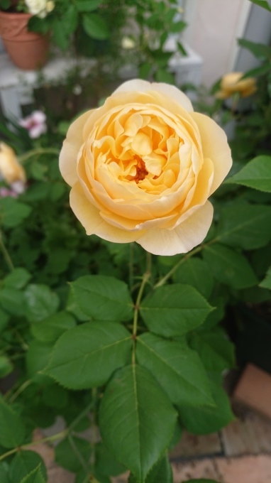 ドクターバンフリートとロアルドダール開花とクルミっこ お菓子な 日記 ドクターバンフリートとロアルドダール開花とクルミっこ お菓子な 日記
