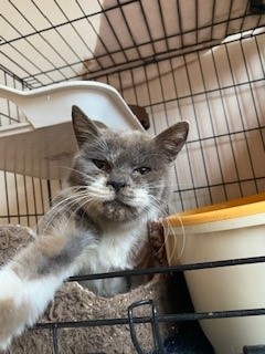 ゴロゴロばあちゃん猫 どこから来たの 青梅にゃんにゃん サークル Wish