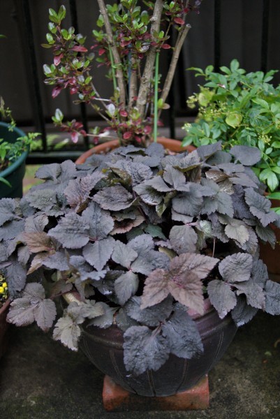 紫ミツバ クロミツバ 銅葉 5株 紫ミツバ クロミツバ 銅葉 5株 ムラサキ