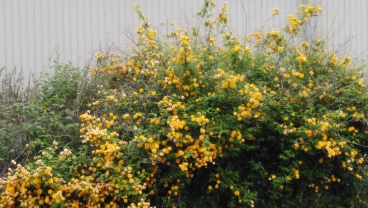 八重の山吹の花 21 4 15 徳ちゃん便り
