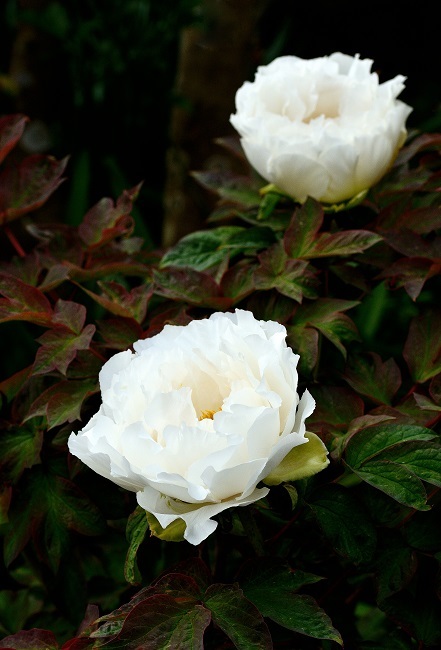 季節の花 牡丹 大山山麓 山 滝 鉄道風景