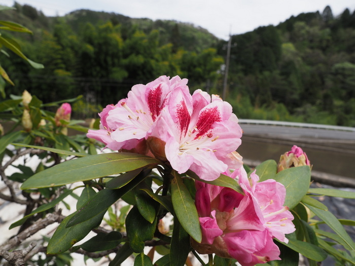 石楠花が咲いた_c0116915_23080156.jpg