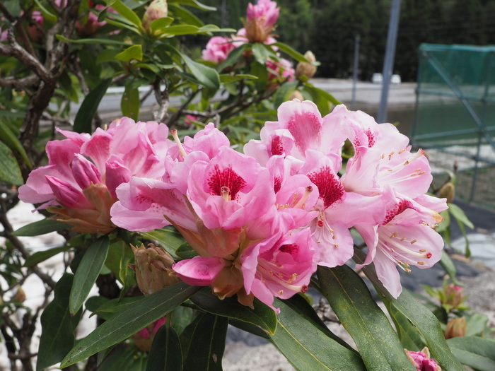 石楠花が咲いた_c0116915_23082407.jpg
