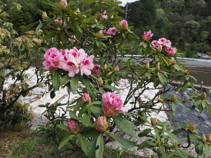 石楠花が咲いた_c0116915_23084376.jpg