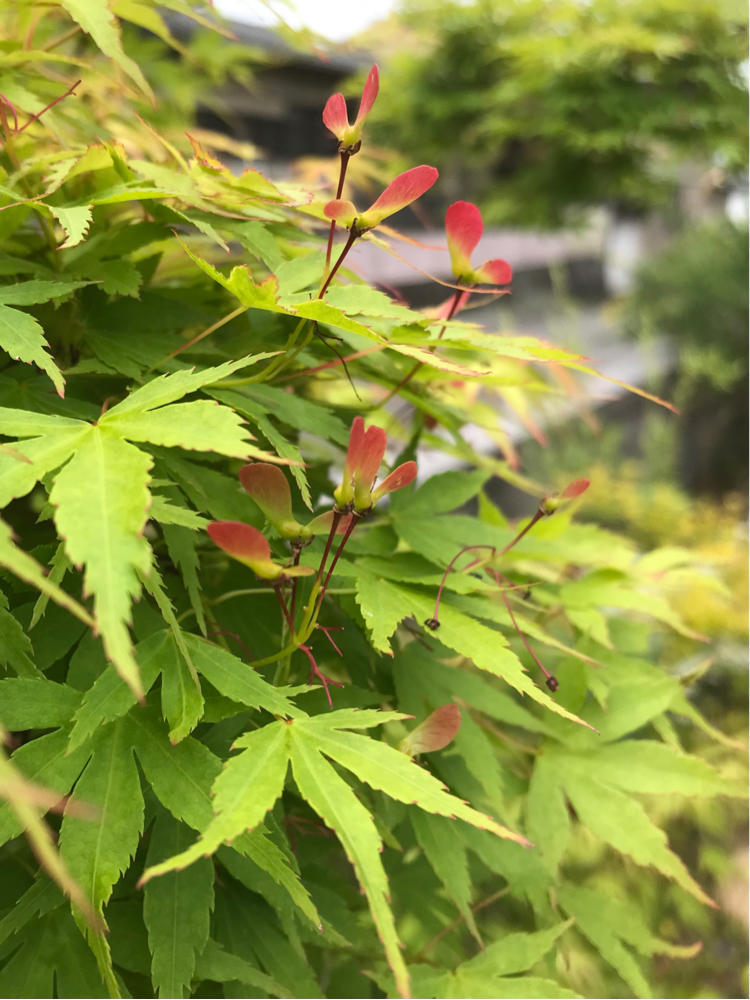 イロハモミジの実 自然を見つめて自分と向き合う心の花