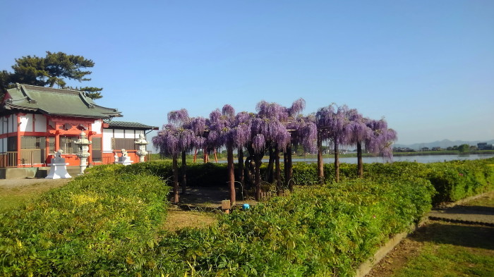 多々良沼へ出かけ（藤の花の開花状況は？見てきました）_f0239515_19544937.jpg