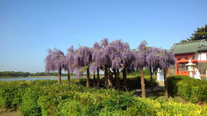 多々良沼へ出かけ（藤の花の開花状況は？見てきました）_f0239515_19580076.jpg