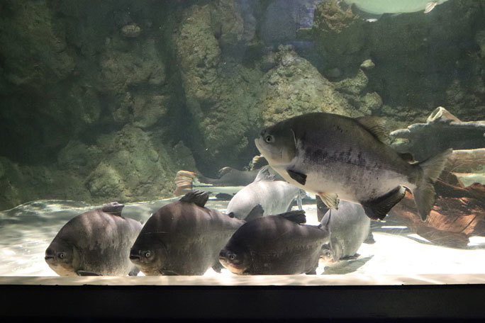 しながわ水族館「世界の大河から」②~コロソマたちは真ん前に集う(August 2020)_b0355317_21592443.jpg