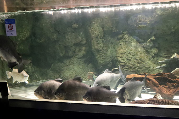 しながわ水族館「世界の大河から」②~コロソマたちは真ん前に集う(August 2020)_b0355317_22040672.jpg