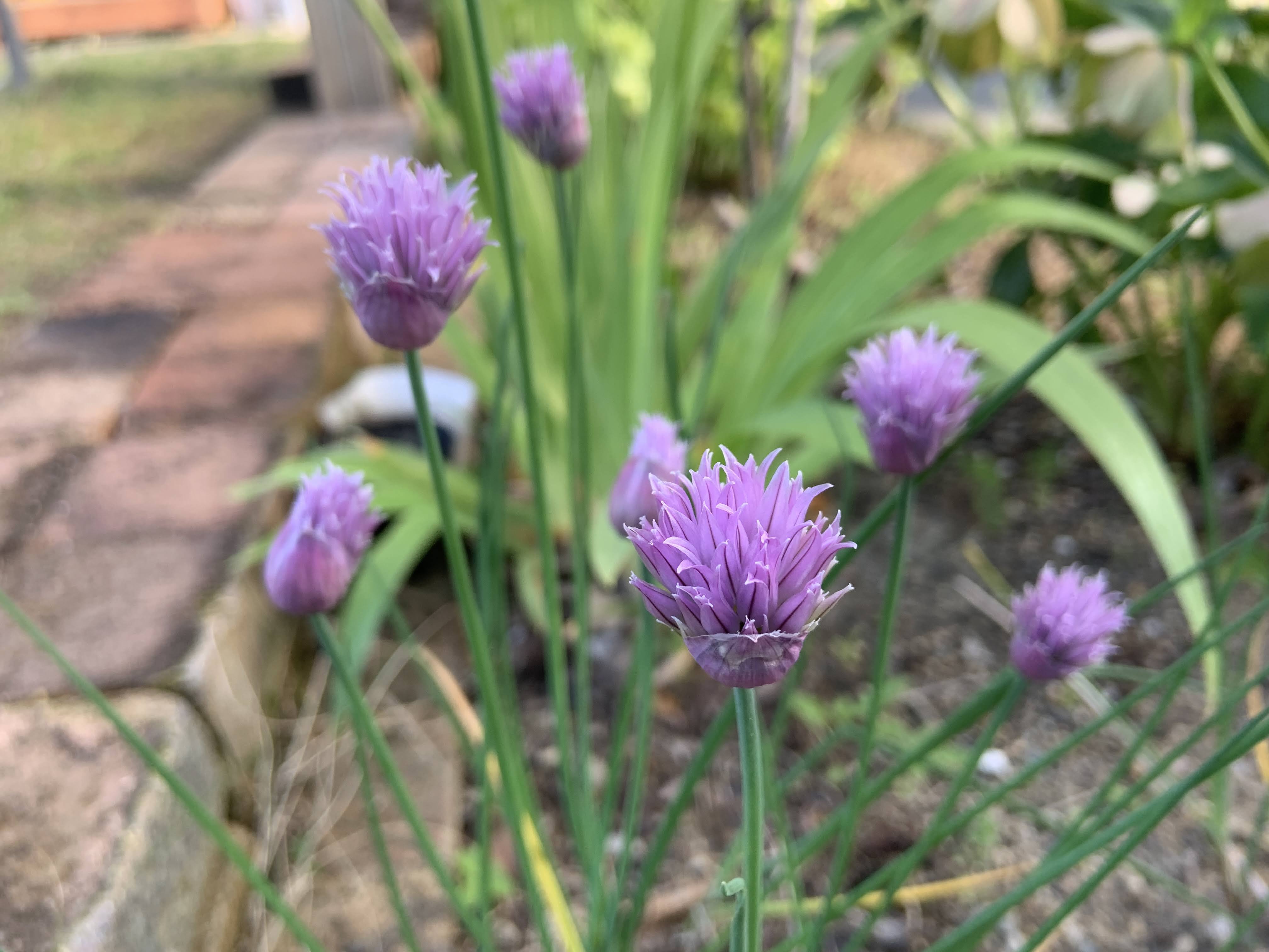 チャイブの花 今日の一枚