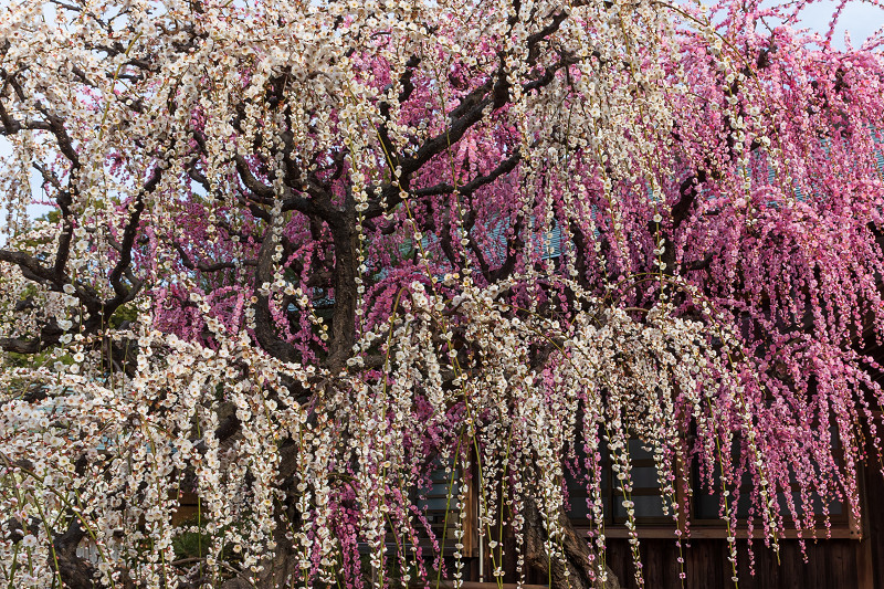 しだれ梅の宮（三重県・結城神社）_f0155048_00134488.jpg