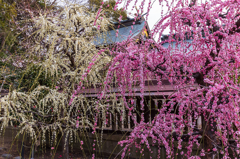 しだれ梅の宮（三重県・結城神社）_f0155048_00143708.jpg