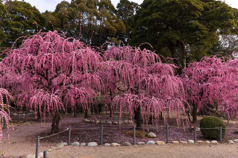 しだれ梅の宮（三重県・結城神社）_f0155048_00151830.jpg