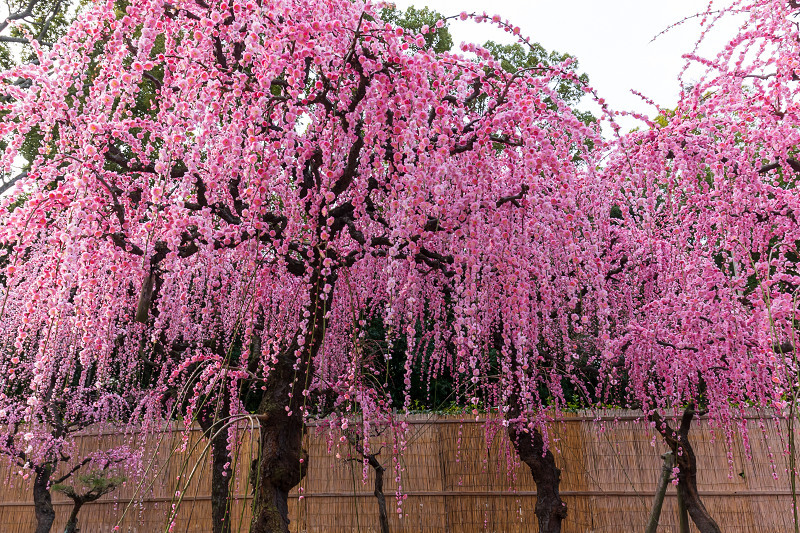 しだれ梅の宮（三重県・結城神社）_f0155048_00154065.jpg