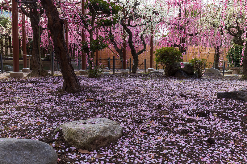 しだれ梅の宮（三重県・結城神社）_f0155048_00175712.jpg