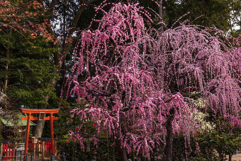 しだれ梅の宮（三重県・結城神社）_f0155048_00180969.jpg